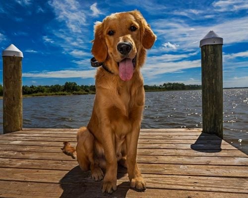 Therapy dog preparation Pittsburgh PA dock obedience