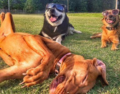 group of dogs with shades