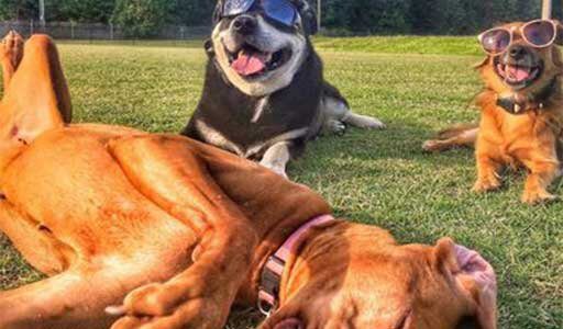 group of dogs with shades