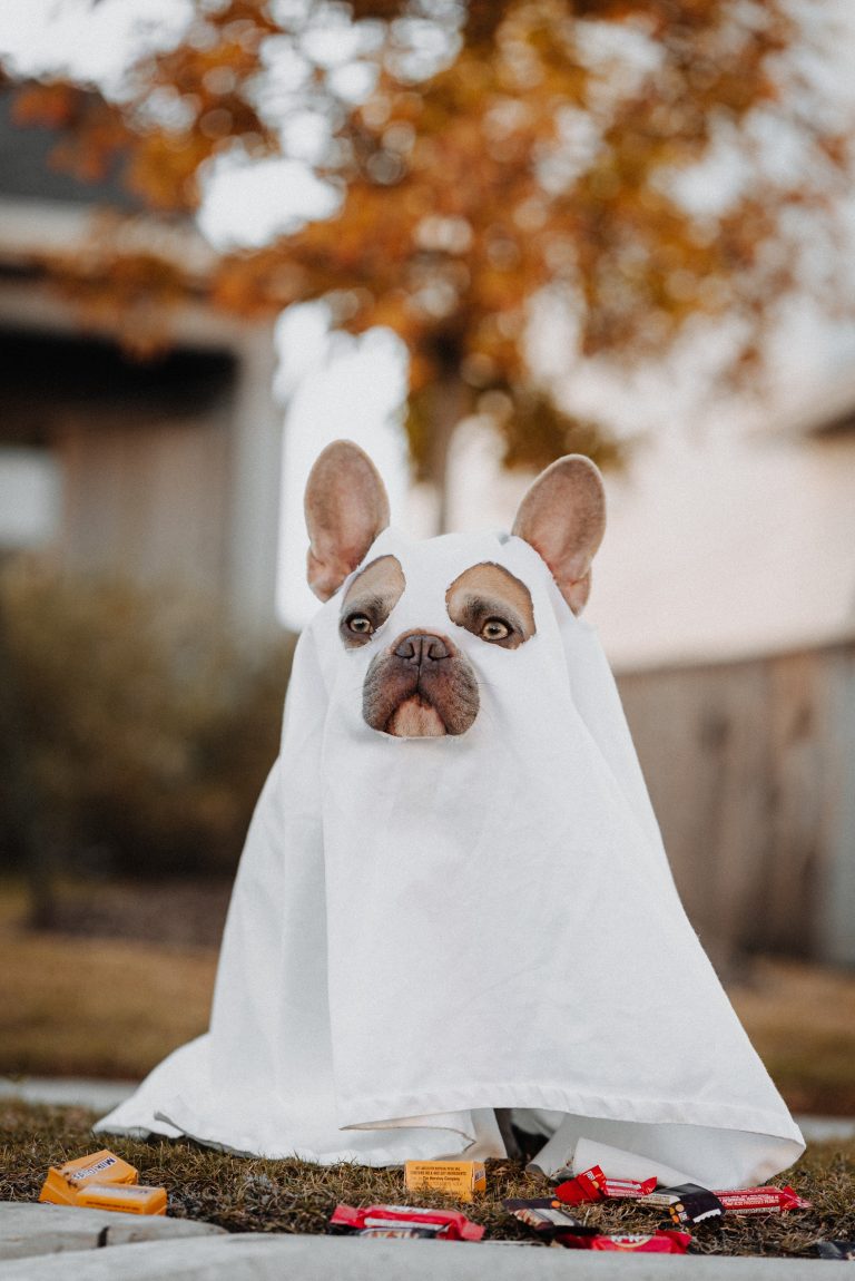 7 Tips For Ensuring a Safe and Spooky Halloween for Your Furry Friend