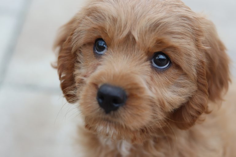 Mastering Puppy Training: A Guide to the 3 Most Common Issues