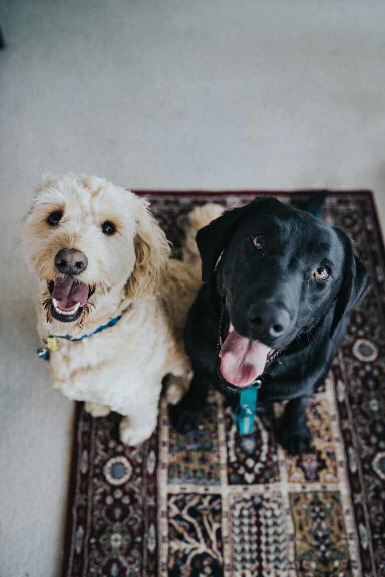 How Interactive Dog Toys Boost Your Dog’s Brain: A Complete Guide to Mental Stimulation