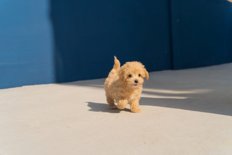 The First-Time Owner’s Guide to Puppy Socialization: Methods and Best Practices