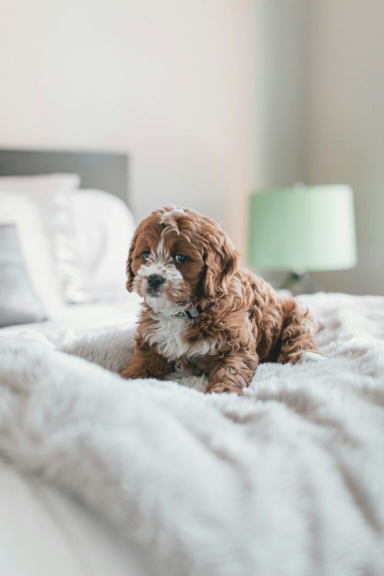 Understanding Dog Body Language: A Parent’s Guide to Safe Baby-Dog Interactions