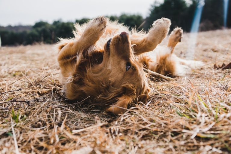 Transform Your Puppy’s Touch Sensitivity: 8 Veterinarian-Approved Methods