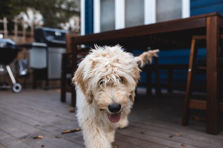 Flying with Your Dog: The Ultimate Pre-Flight Preparation Guide for Pet Parents