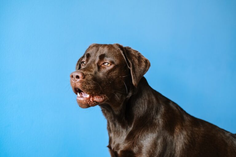 The Ultimate Guide to Building a Daily Dog Training Schedule That Actually Works