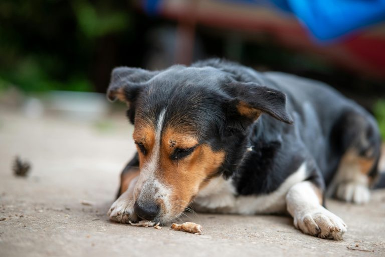 Teaching Your Dog to Ignore Food on the Ground This Summer
