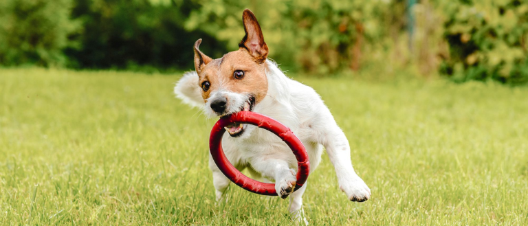 Master Guide to Dog Escape Rooms: From Basic Puzzles to Advanced Problem-Solving