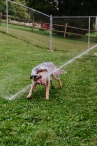 Keeping Your Dog Active When It’s Too Hot Outside