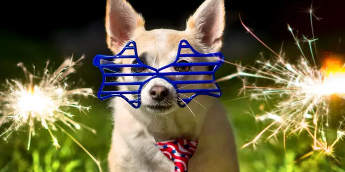**Dog aggression training Pittsburgh PA for noise sensitivity**