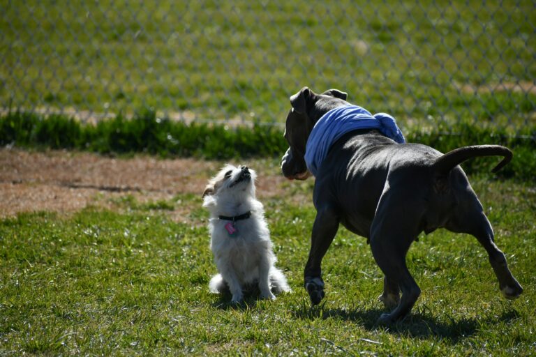 Keeping Your Dog Active When It’s Too Hot Outside
