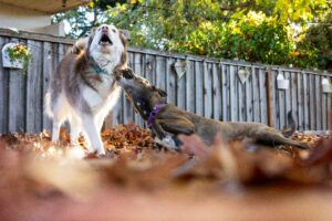 Backyard Safety for Dogs: BBQs, Kids, and Distractions
