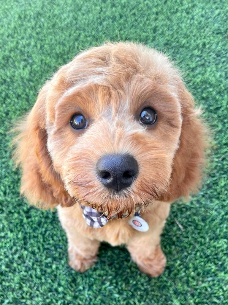 Back-2-School: Smooth Transitions for a Happy, Confident Dog