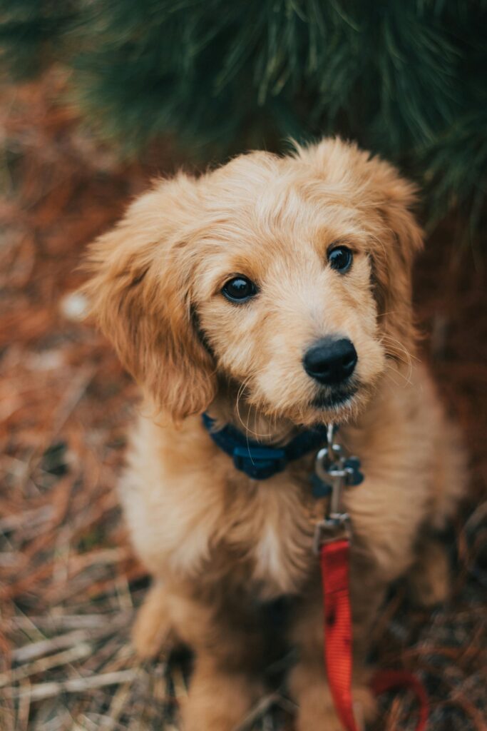 Mastering Loose Leash Walking Before Fall Adventures Begin
