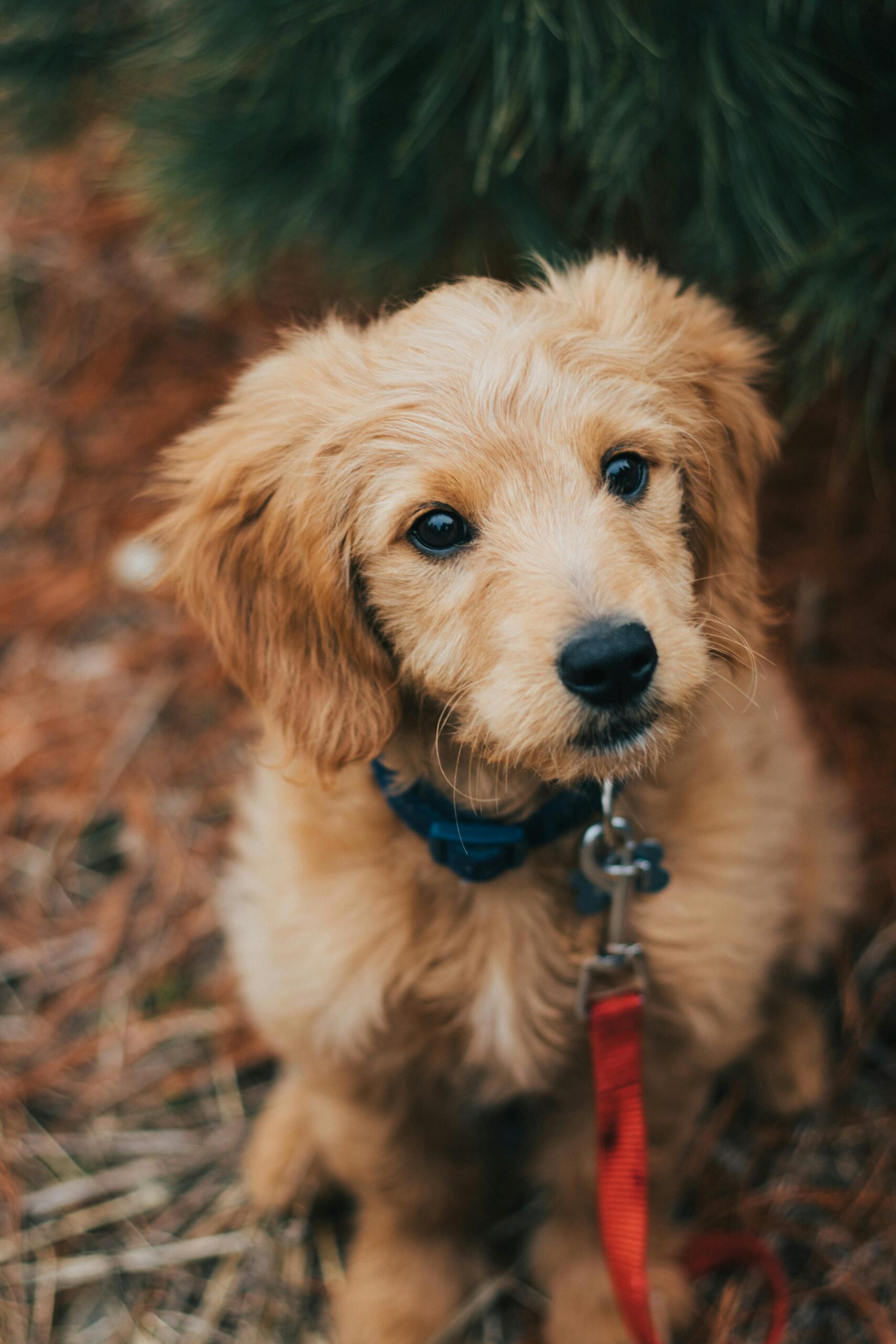 Mastering Loose Leash Walking Before Fall Adventures Begin