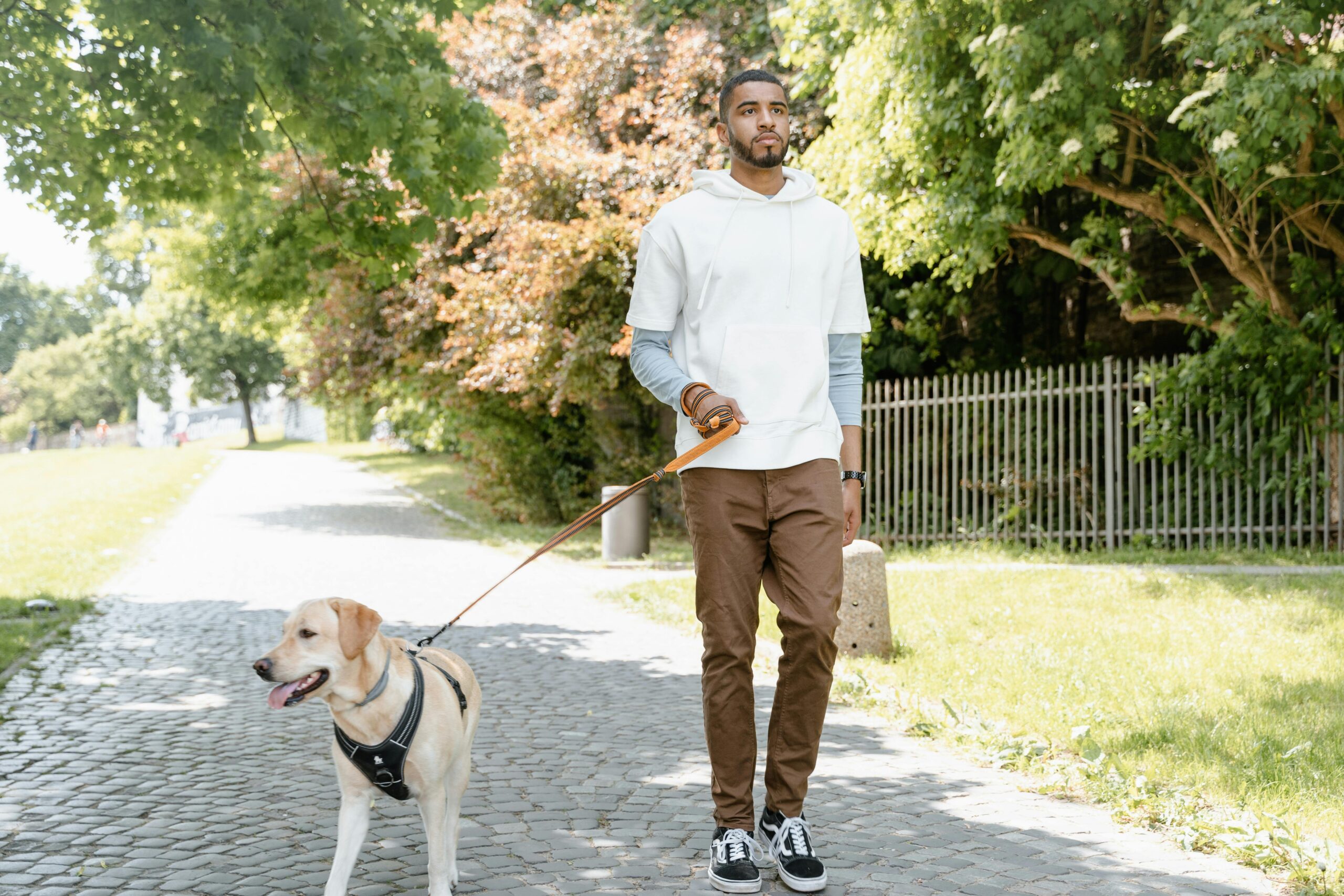 Mastering Loose Leash Walking Before Fall Adventures Begin