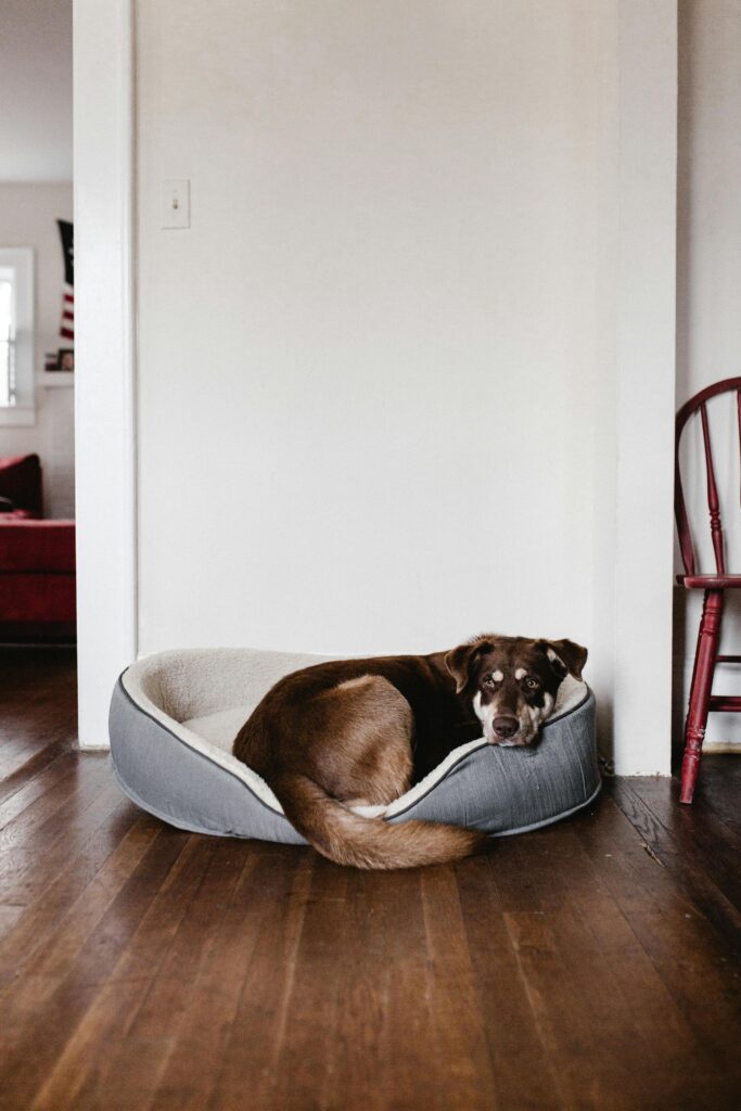 Busy Dog Owners: Proven Ways to Reinforce Training