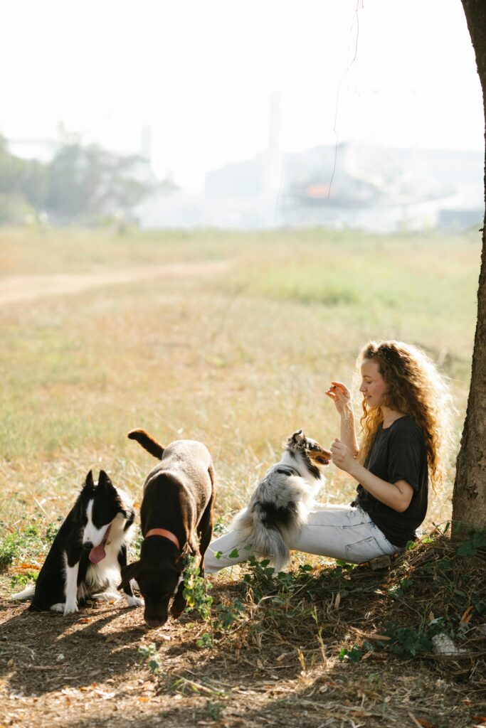 Dog Parks vs. Structured Play: What’s Better for Training? 