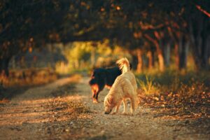 Top 5 Exciting Fall Dog Activities That Reinforce Obedience
