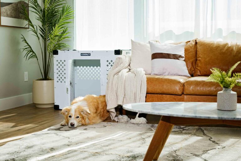 Crate Training 101: The Simple Positive Approach