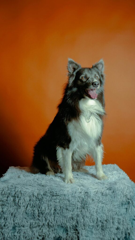 Obedience Training: A Powerful Lifelong Journey 