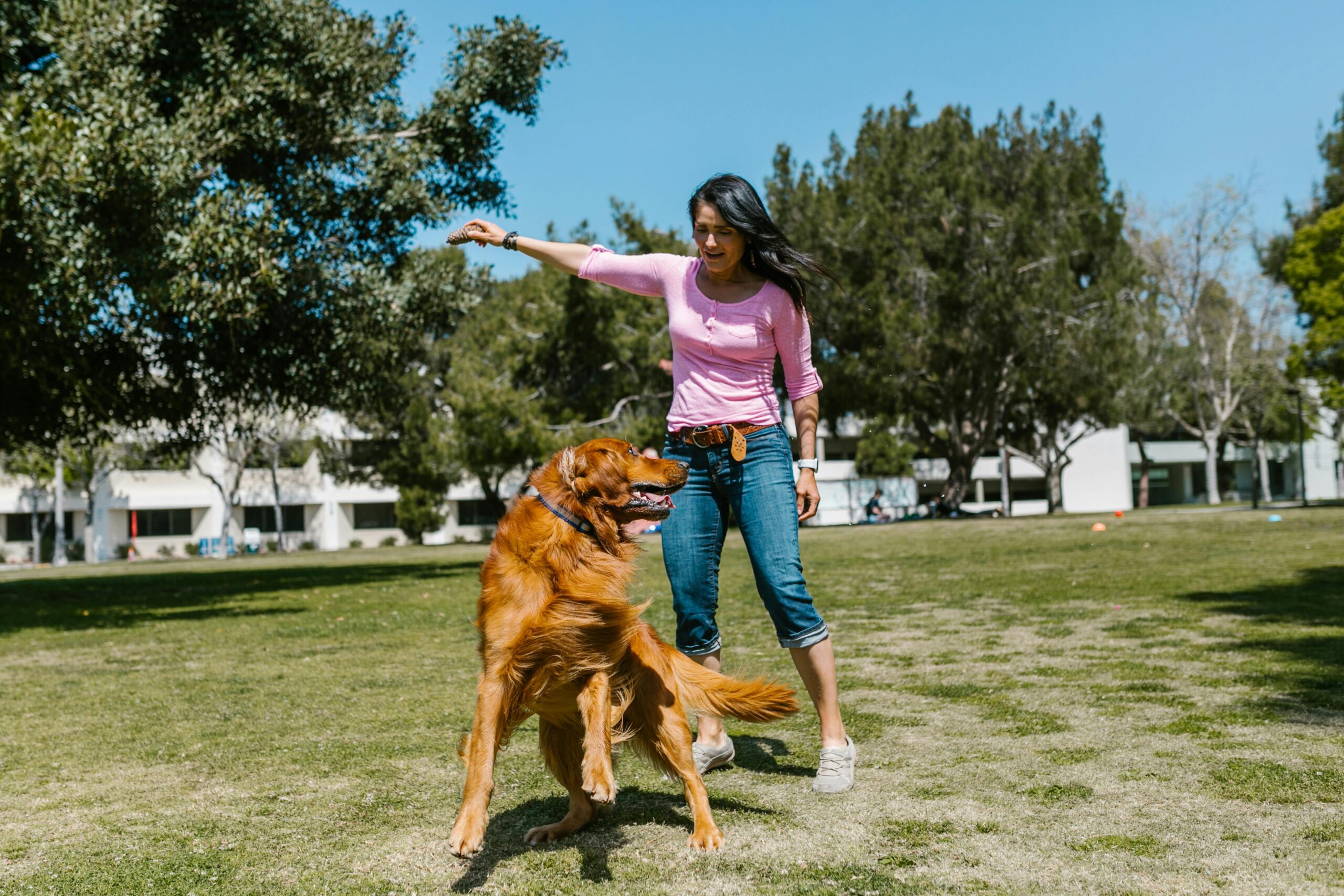 Golden retriever practicing dog training Bethel Park PA