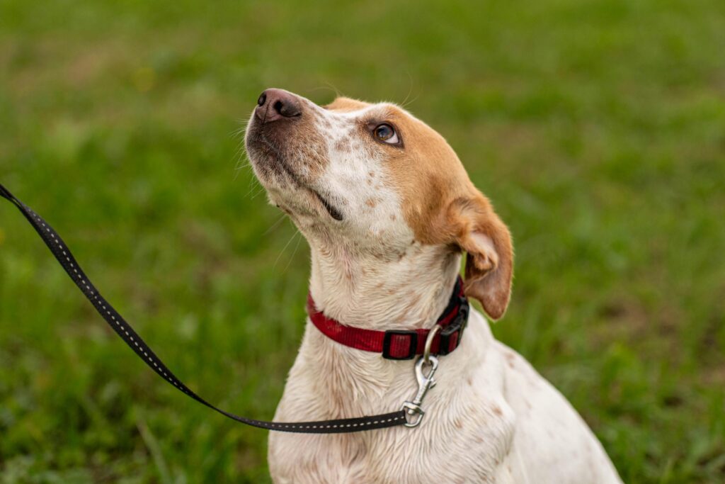 Puppy training Pittsburgh PA for leash focus