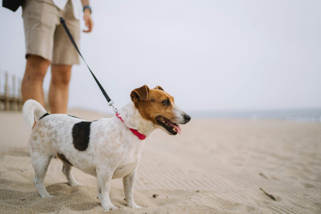 Leashed dog in dog training Bethel Park PA