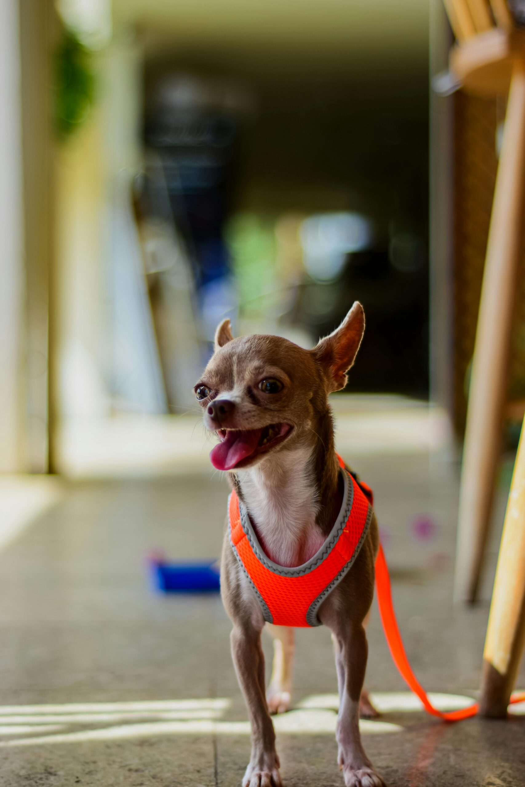 Small Chihuahua in dog training Upper St. Clair Township PA.
