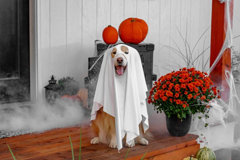 Spooky Halloween with Dogs: Fun Costumes, Candy, and Chaos