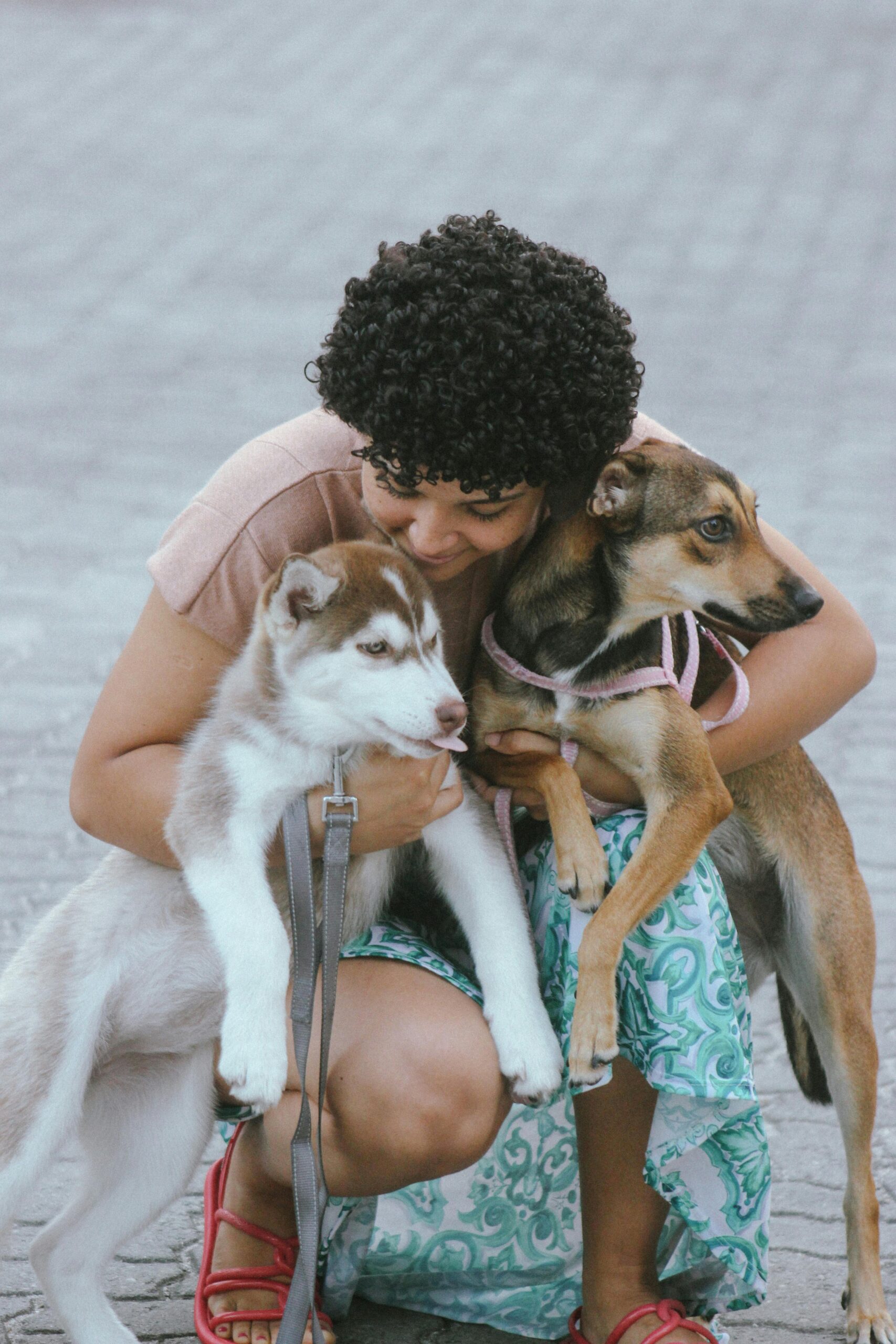 Multi-Dog Success: Expert Training Tips for a Happy Pack
