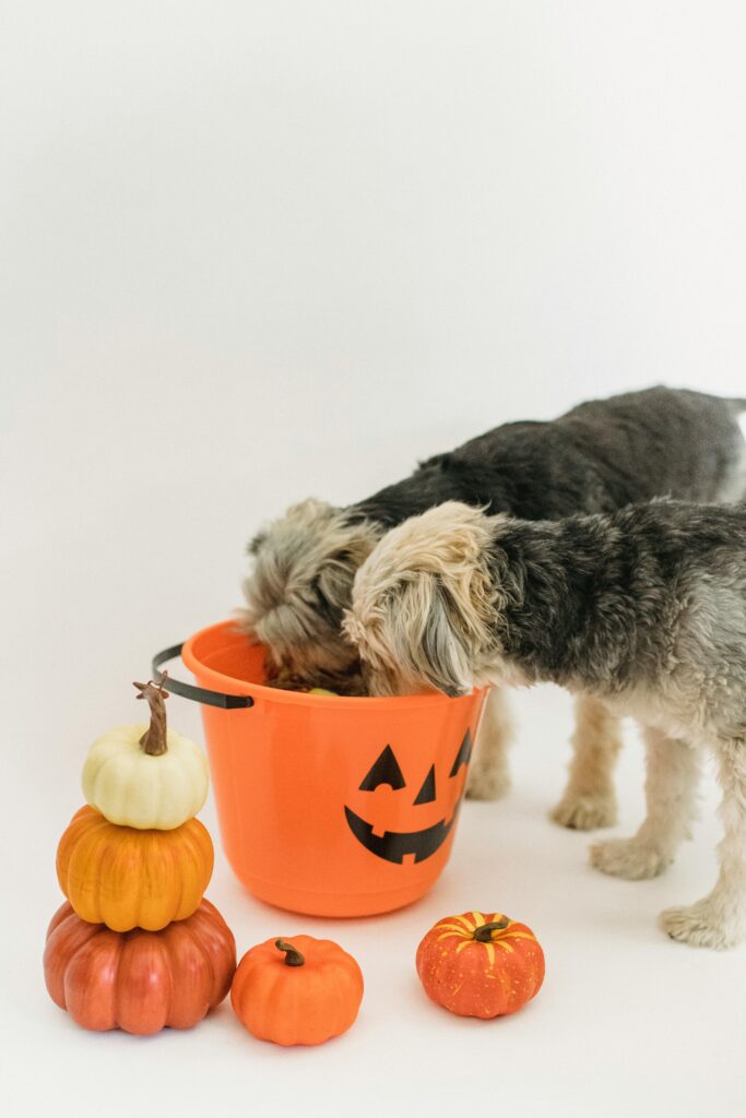 Spooky Halloween with Dogs: Fun Costumes, Candy, and Chaos