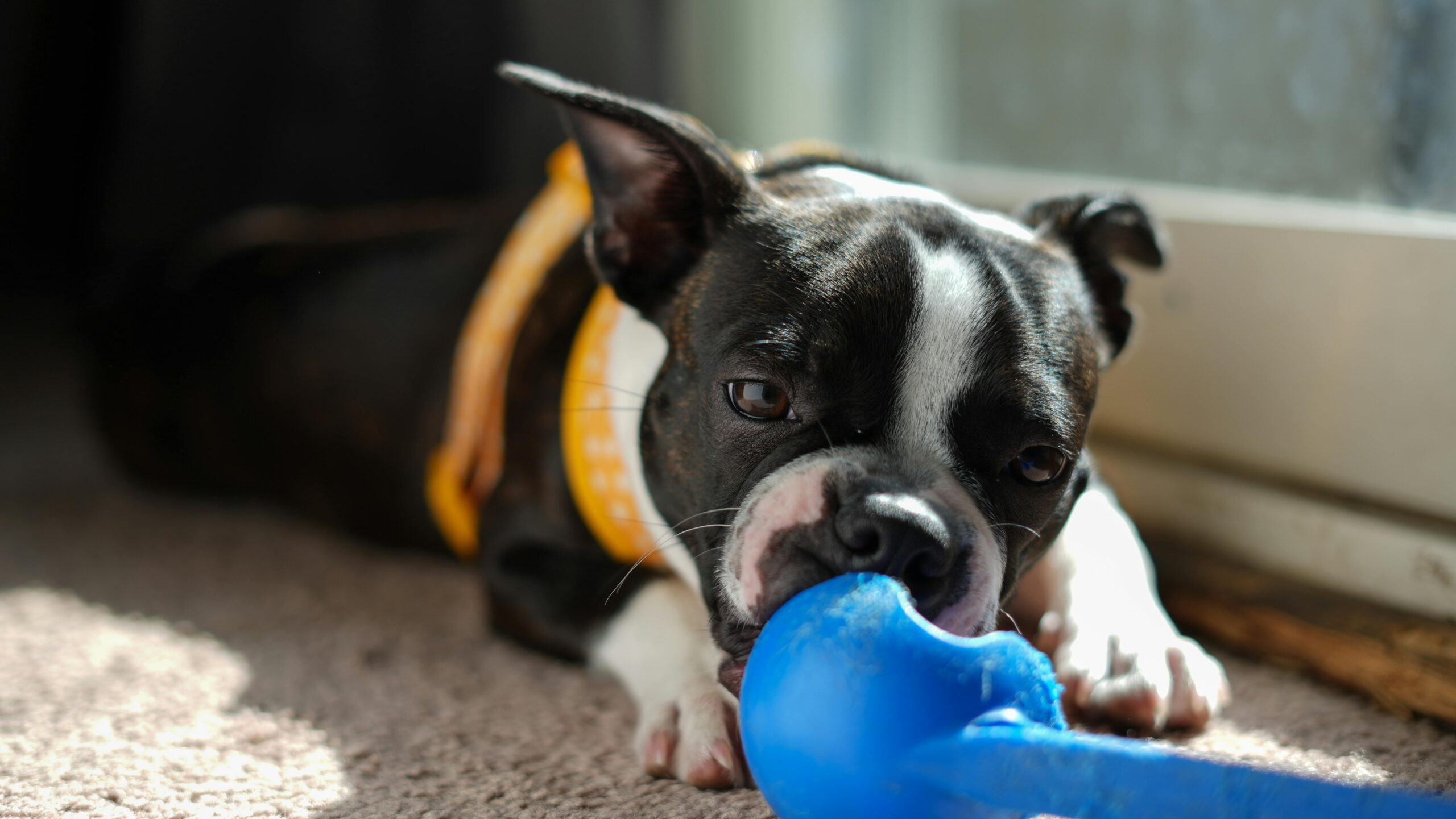 How to Introduce a New Dog and Avoid the Chaos