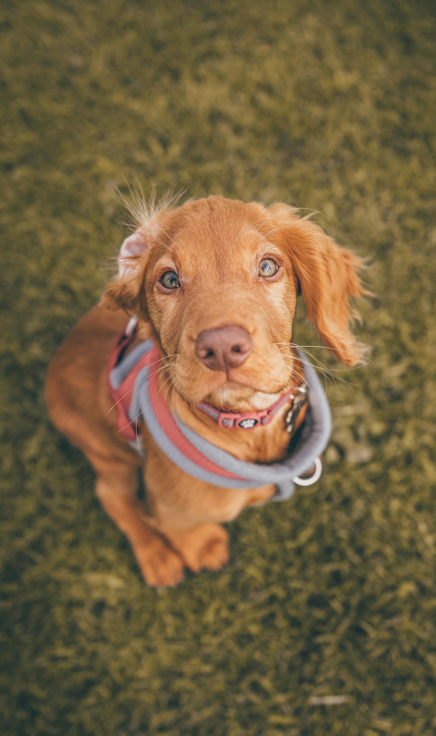 Puppy training Pittsburgh PA for focused young pup