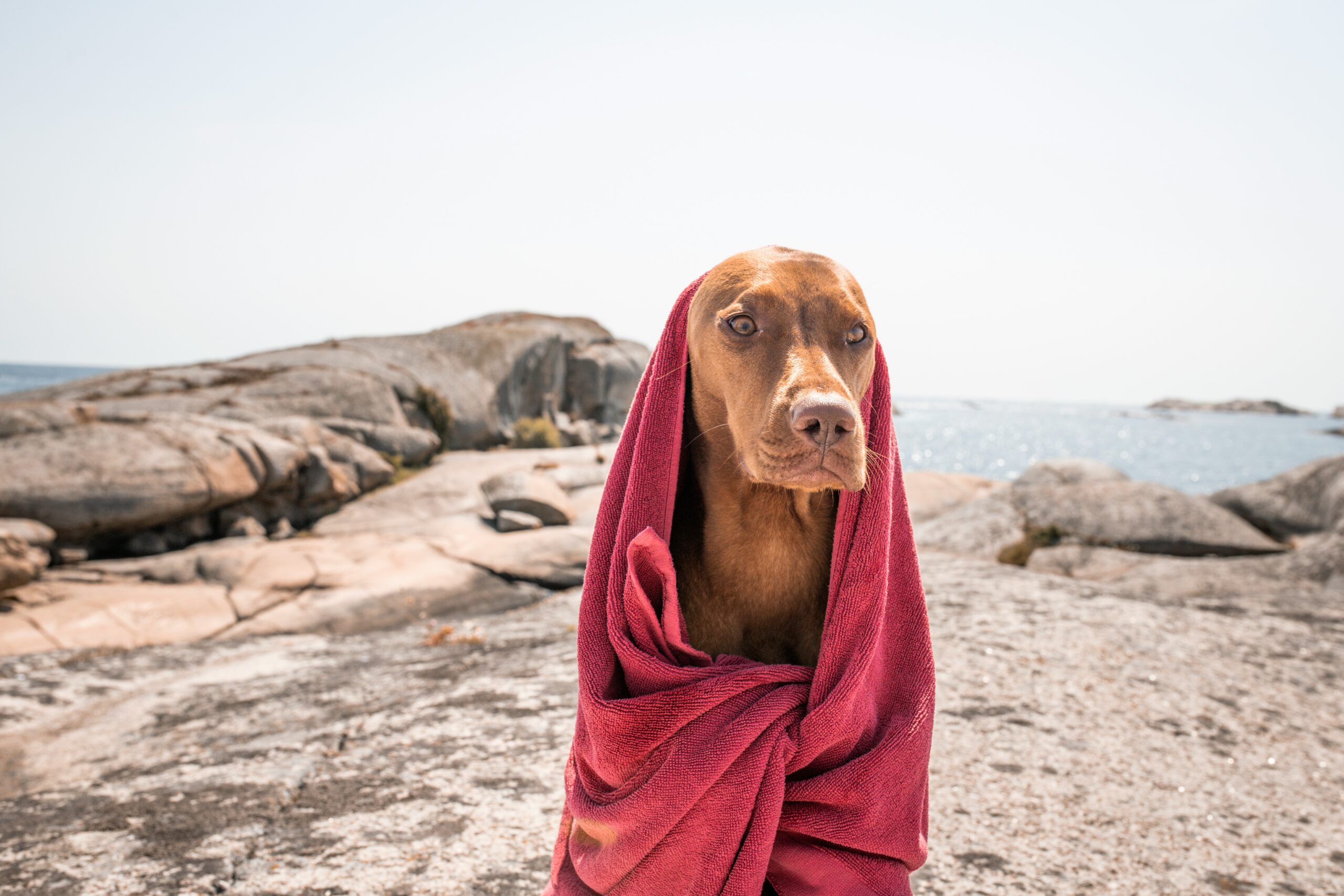 Holiday Season: Amazing Dog Travel Tips Every Owner Needs