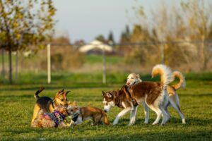 The Complete New Year’s Guide to Successful Training for Your Dog in 2026