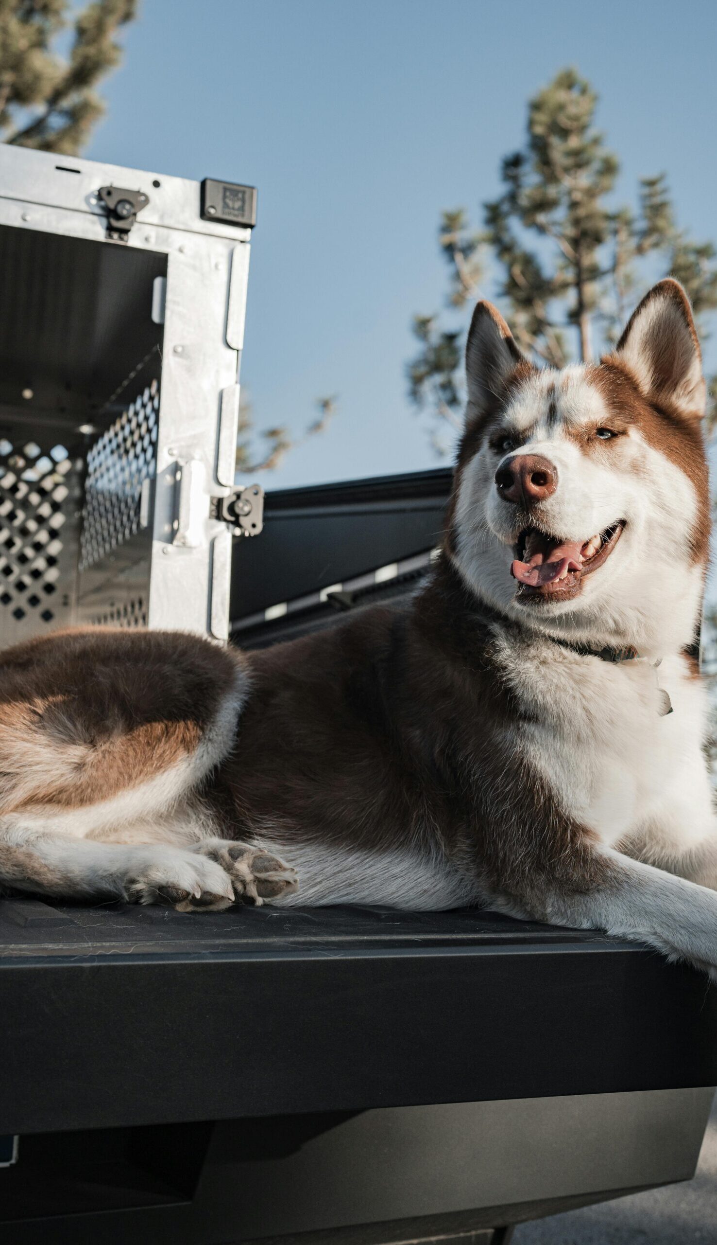 Dog training New Kensington PA with Siberian Husky