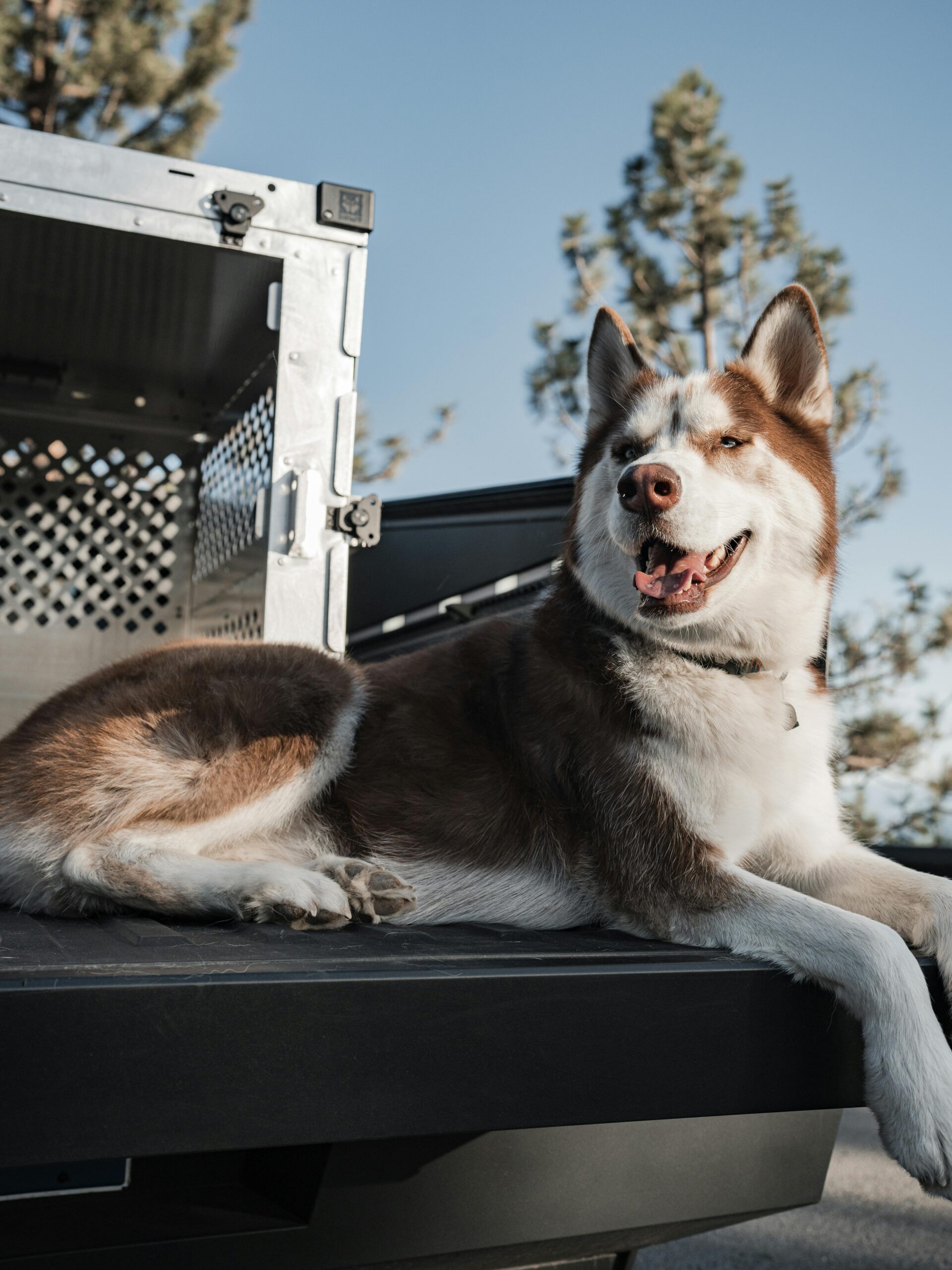 Dog training New Kensington PA with Siberian Husky