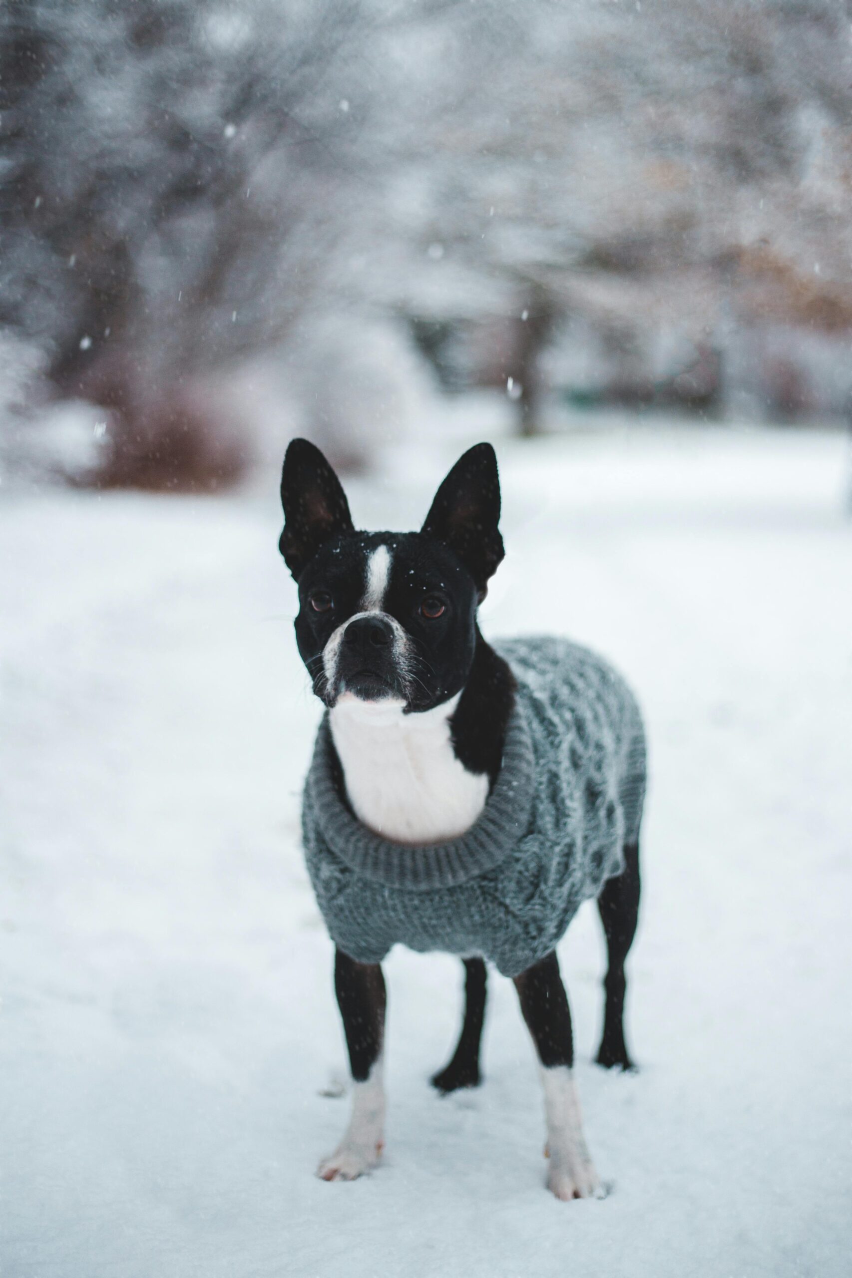 Dog training McCandless Township PA with Boston terrier