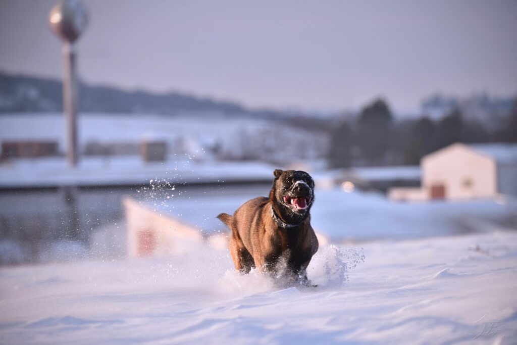 Therapy dog preparation Pittsburgh PA in snowy field