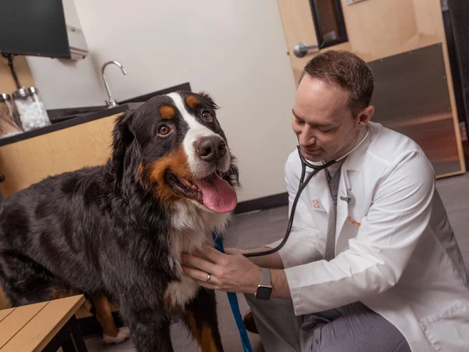 What Your Dog’s Wellness Exam Reveals About Their Training Progress