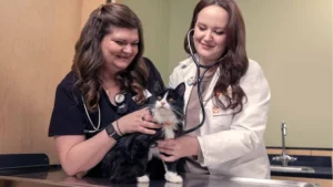 What Your Dog’s Wellness Exam Reveals About Their Training Progress