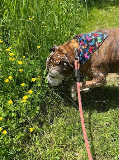 Why Obedience Training Makes Dog Boarding Safer and Less Stressful