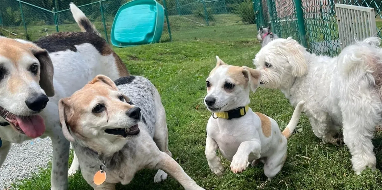 Why Obedience Training Makes Dog Boarding Safer and Less Stressful