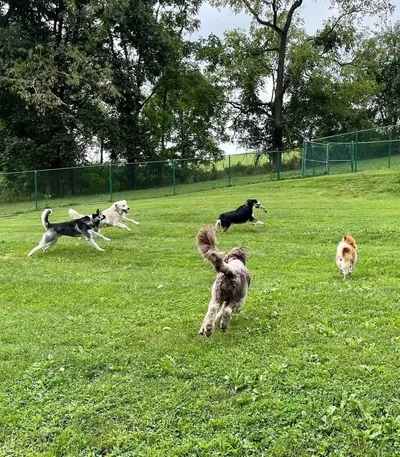 Why Obedience Training Makes Dog Boarding Safer and Less Stressful