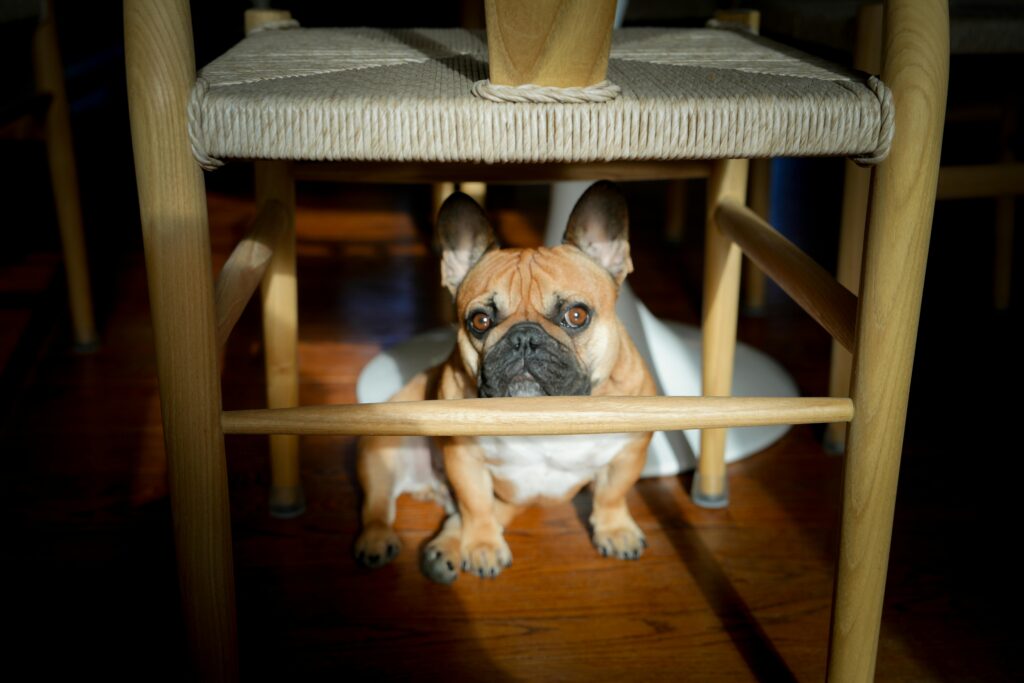 French bulldog under a chair at dog training West Mifflin PA