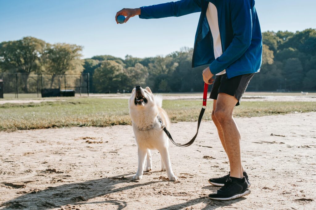 Dog training Aliquippa PA with husky on leash outdoors