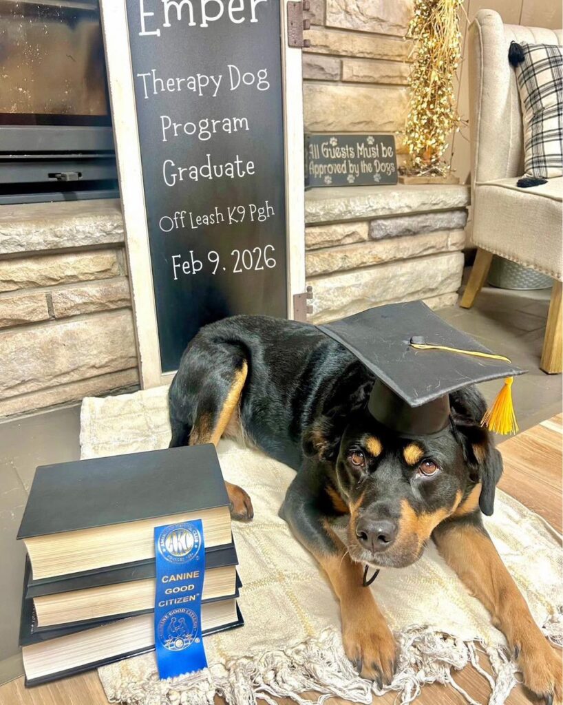 Dog Adoption: When to Start Off-Leash Training