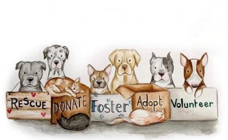 Dog Adoption: When to Start Off-Leash Training